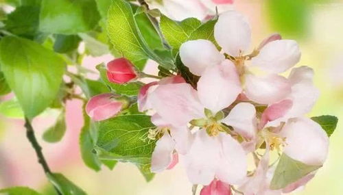 2026年我的八字运势中哪一年桃花运最旺？