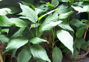 广东万年青叶子发黄，如何调整风水五行属土养护方法？