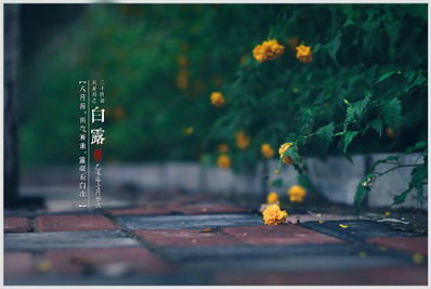 白露吉日考论：婚嫁、 开业与安家之宜忌