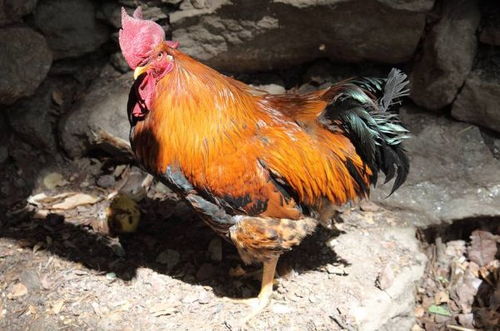 2026年81年属鸡财运及每月运势具体分析是什么？