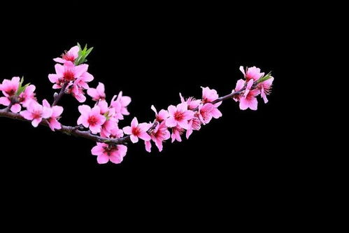 2026年十二生肖中哪些生肖桃花运最旺？