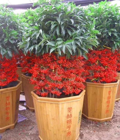 1.3 绽放之花（火）