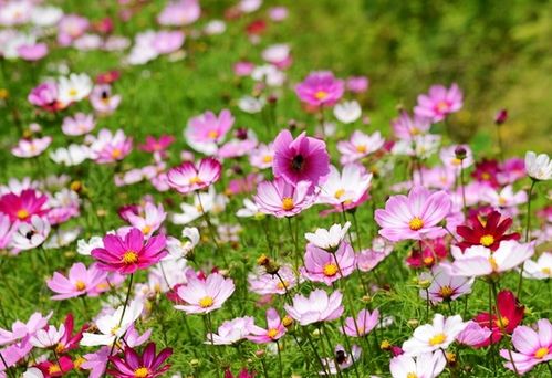 2026年1月23日和6月26日五行穿衣旺运指南分别是什么？