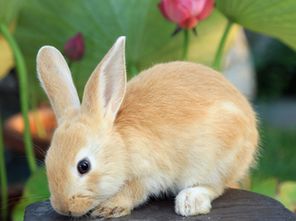 75年属兔的人是水命还是木命，算命说水命能穿红衣服吗？