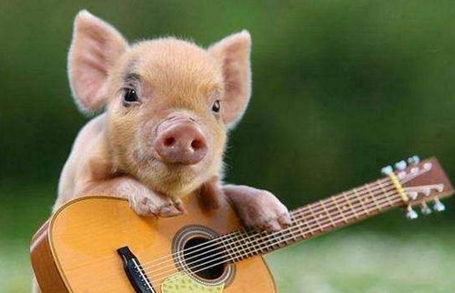 属羊和属猪的婚姻匹配吗？奶奶属羊孙子属猪这样的组合婚姻会幸福吗？