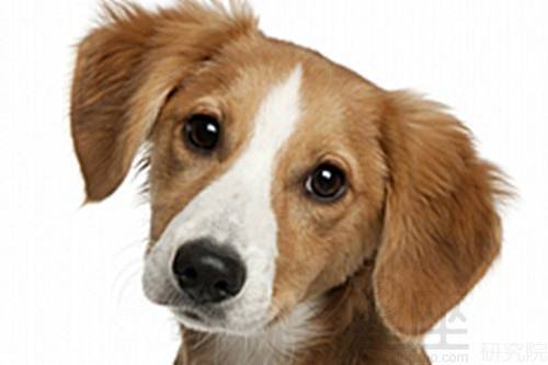 2026年属狗32岁的人感情运势如何，当年会有姻缘吗？