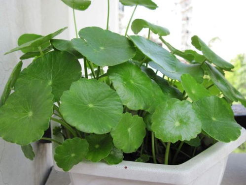 一、  铜钱草的风水寓意与空间布局法则