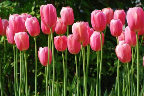 ：花卉皇后的文化图腾与象征意蕴