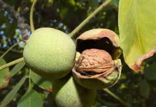 1.1 温度与光照：决定生长的根本因素