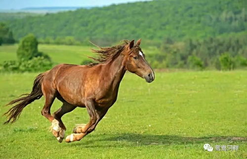 2026年属马运势及运程详细解读具体包括哪些方面？