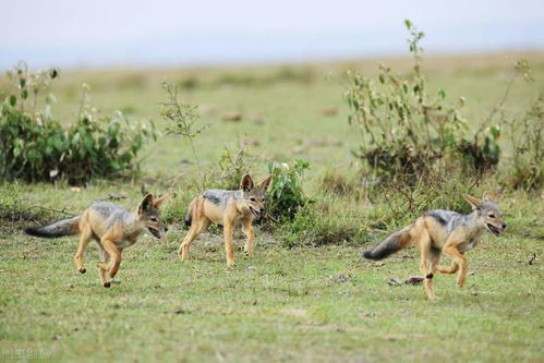 公鸡攻击孕妇，这背后究竟隐藏着怎样的寓意？