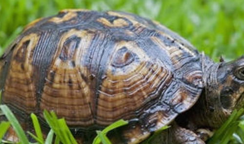 乌龟在十二生肖中代表哪个生肖？这究竟是什么含义呢？