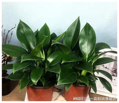 风水与植物的理论基础