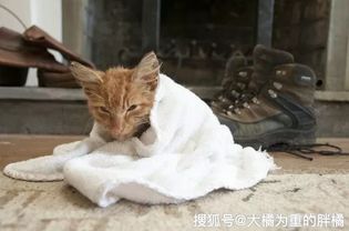 星象与国学：解读森林迷途之猫的恐怖之声
