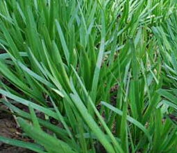 韭菜啊韭菜！那些关于做梦和发财的乱七八糟说法