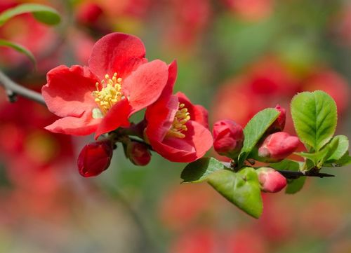 中年运势逆转桃花盛开，有哪些招桃花的吉祥物推荐？