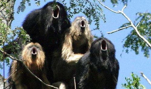 震耳欲聋对应生肖是哪个？ 蠢如木鸡对应生肖是哪个？