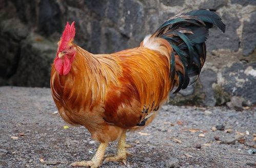 十二生肖属鸡的婚姻配对原则是怎样的？