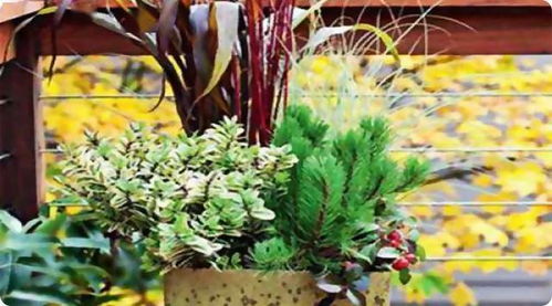 四、  植物在风水中的具体应用与生态美学