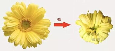 1. 恋爱脑的菊花妄想症