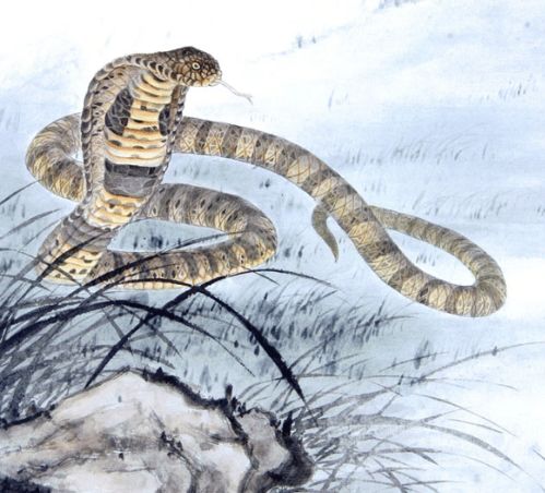 女蛇宝宝起名——山木相依的乱炖