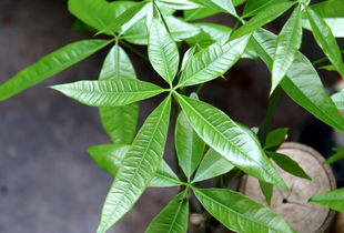 绿植在家居风水中的作用