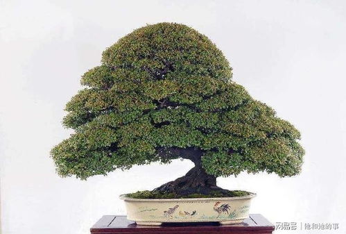 松柏之梦：一场乱七八糟的梦境大杂烩