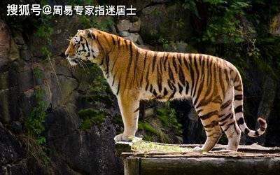 1974年属虎女性在2026年全年运势及运程具体如何？