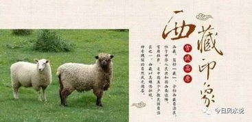 属羊和属虎的八字配对，他们的婚姻是否属于上等姻缘？