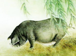 属猪女