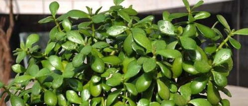 一、 研究背景与意义