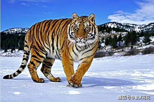 2026年属虎的人是否适合创业？