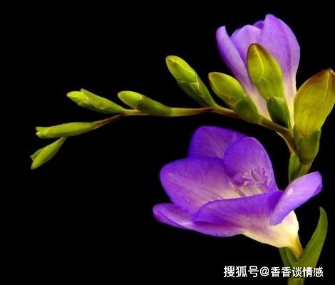 香雪兰风水有什么特点，能赞美香雪兰的句子有哪些？