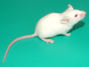 三、 家用实验鼠（大鼠与小鼠）尾部形态对比分析