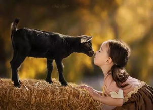 人见人爱多情种，三生缘定负人心，猜猜十二生肖中哪只动物最深情？