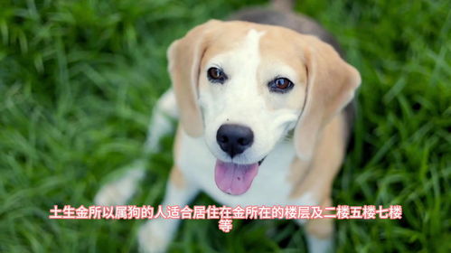 1982年属狗的人风水楼层吉凶如何？风水图解析？