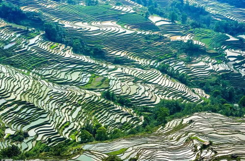 春灌期：美到想骂人的40天