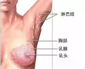 二、皮肤结构与乳头状物的关系