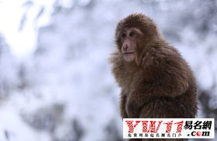 生肖猴哪个月出生最吉利？猴子最忌讳出生在哪个月呢？