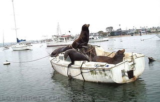 乘船旅游攻略大全：一场说走就走的混乱之旅