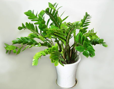 属鼠人家中养什么绿植可以旺财？