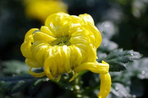 家里养白菊花有哪些注意事项和忌讳，这样的家居布置是否吉利？