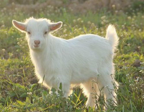 深紫色 - 老气横秋没人爱