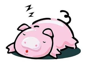 属猪男生送礼物代表什么，暗示感情是否顺利？