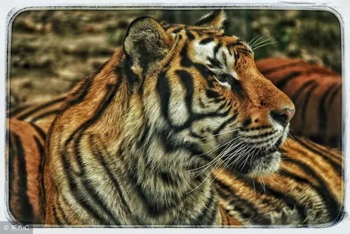 2026年属虎人的财运运势究竟如何？