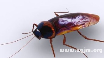 梦见蟑螂成群是什么寓意或预示？