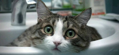 案例：前女友林露森之星座暗示