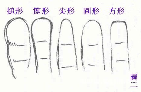 尖形指尖（细长且锋锐）