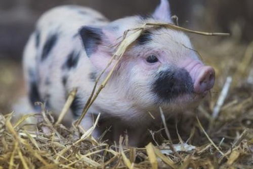 猪猪人的2026年：一场荒诞不经的狂欢盛宴