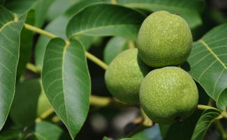 一、  核桃树的生长习性与环境要求：基础考量